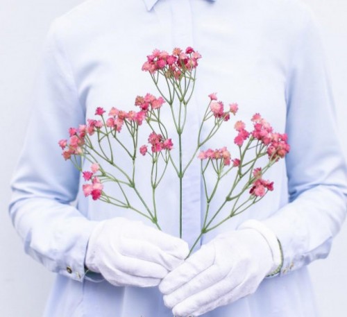 Creeping Babys Breath Pink (Gypsophila elegans)